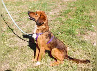 Zauberhafter DARIO - Herzenshund, Knutschkugel und Zuckerbub