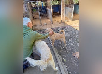 Zuckersüßer DARCY - manchmal etwas zurückhaltend aber doch neugierig