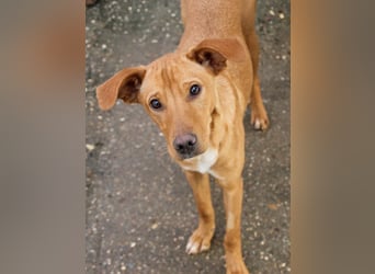 Charmante MIRA sucht liebevolles Für-Immer-Zuhause