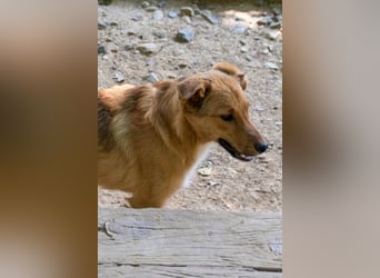 Aufgepasst - hier ist der charmante Traumhund ALAN