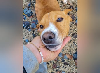 Freundlicher BARK möchte dich um seine hübschen Pfoten wickeln