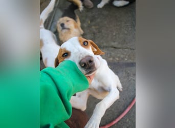 TAKITA, aufgeweckte, freundliche Fellnase sucht aktive Kuschelmenschen