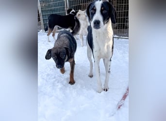 Sonnenschein AURELIO ist verspielt und neugierig auf die Welt