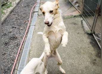 Gute-Laune-Hund LIMA möchte mit dir ins richtige Leben starten