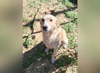 Kuschelhund MAXIM will endlich seine eigenen Menschen finden - vielleicht dich?