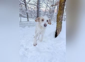 Halli-Hallo, ich bin die zuckersüße LIMA und suche ein liebevolles Zuhause