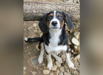 Kuschelmaus LOARA sucht ihr eigenes Kuschelkörbchen in Deutschland