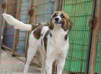 WILHELM - quirlig, lebensfroh sucht Familie zum liebhaben !