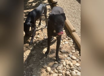 Zauberhafte BILLIE - sanfte Hündin mit einem großen Herz