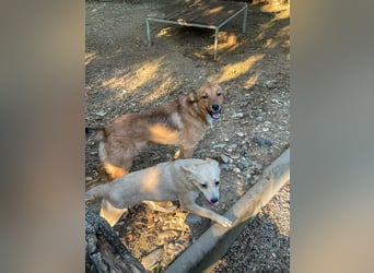 Aufgepasst - hier ist der charmante Traumhund ALAN