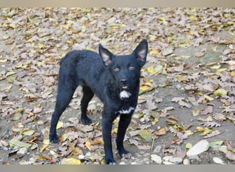 Zauberhafte BILLIE - sanfte Hündin mit einem großen Herz