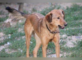 OSCAR er hat nur einen Wunsch - eigene Herzensmenschen !