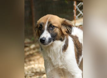 WILHELM - quirlig, lebensfroh sucht Familie zum liebhaben !