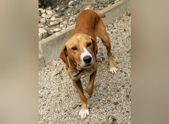 Freundlicher BARK möchte dich um seine hübschen Pfoten wickeln