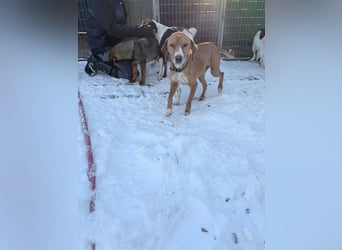 Freundlicher BARK möchte dich um seine hübschen Pfoten wickeln