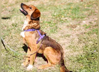 Zauberhafter DARIO - Herzenshund, Knutschkugel und Zuckerbub