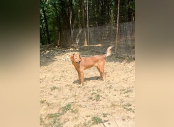 OSCAR er hat nur einen Wunsch - eigene Herzensmenschen !