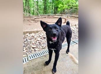 Niedliche BILLIE könnte dein Herzenshund werden