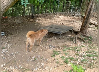 Zuckersüßer DARCY - manchmal etwas zurückhaltend aber doch neugierig