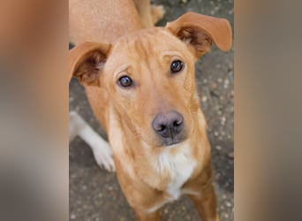 Charmante MIRA sucht liebevolles Für-Immer-Zuhause