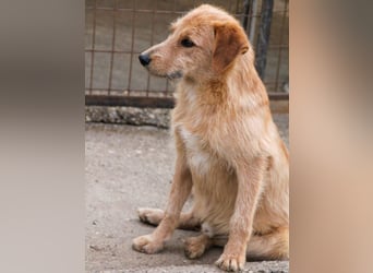 Zuckersüßer DARCY - manchmal etwas zurückhaltend aber doch neugierig