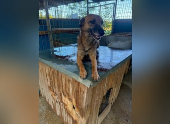 lustige NISHA wartet in 91052 Erlangen auf Dich 