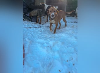 Freundlicher BARK möchte dich um seine hübschen Pfoten wickeln