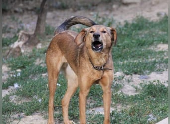 OSCAR er hat nur einen Wunsch - eigene Herzensmenschen !