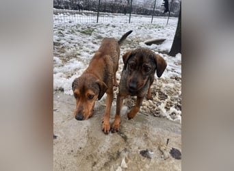 JARO – sanfter, sensibler Rüde mit viel Potenzial