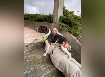 MAILO – Ein ausgeglichener Schatz mit besonderen Augen