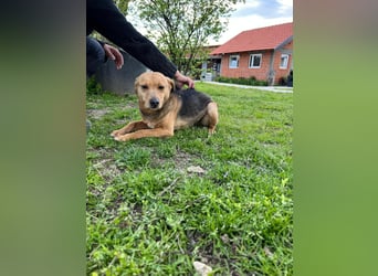 SRECKO – sanfter Schatz auf der Suche nach seinem Glück