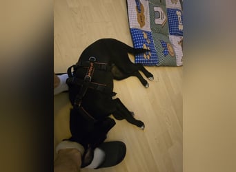 Milka - in 51429 Bergisch Gladbach, DE
