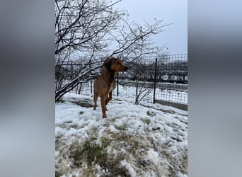 JARO – sanfter, sensibler Rüde mit viel Potenzial