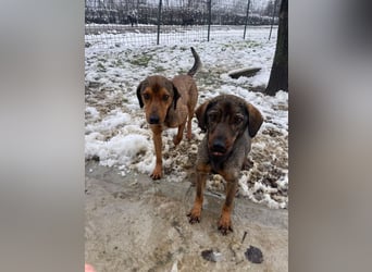 JARO – sanfter, sensibler Rüde mit viel Potenzial