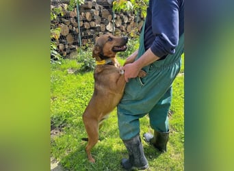 BIBI – freundlicher, unkomplizierter Rüde