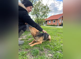 SRECKO – sanfter Schatz auf der Suche nach seinem Glück