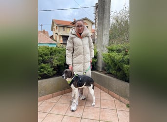 MAILO – Ein ausgeglichener Schatz mit besonderen Augen