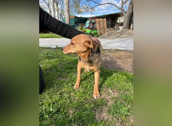 SRECKO – sanfter Schatz auf der Suche nach seinem Glück