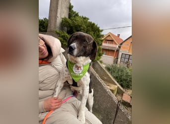 MAILO – Ein ausgeglichener Schatz mit besonderen Augen