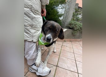 MAILO – Ein ausgeglichener Schatz mit besonderen Augen