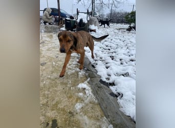 JARO – sanfter, sensibler Rüde mit viel Potenzial