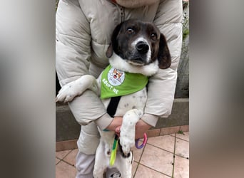 MAILO – Ein ausgeglichener Schatz mit besonderen Augen