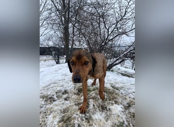 JARO – sanfter, sensibler Rüde mit viel Potenzial