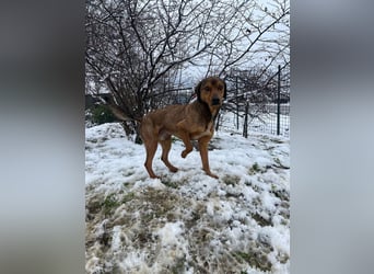 JARO – sanfter, sensibler Rüde mit viel Potenzial