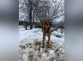 JARO – sanfter, sensibler Rüde mit viel Potenzial