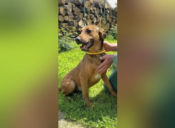 BIBI – freundlicher, unkomplizierter Rüde