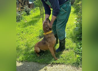 BIBI – freundlicher, unkomplizierter Rüde