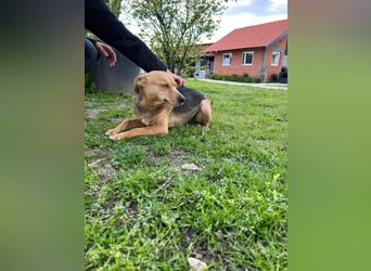 SRECKO – sanfter Schatz auf der Suche nach seinem Glück