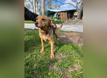 SRECKO – sanfter Schatz auf der Suche nach seinem Glück