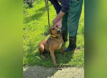 BIBI – freundlicher, unkomplizierter Rüde